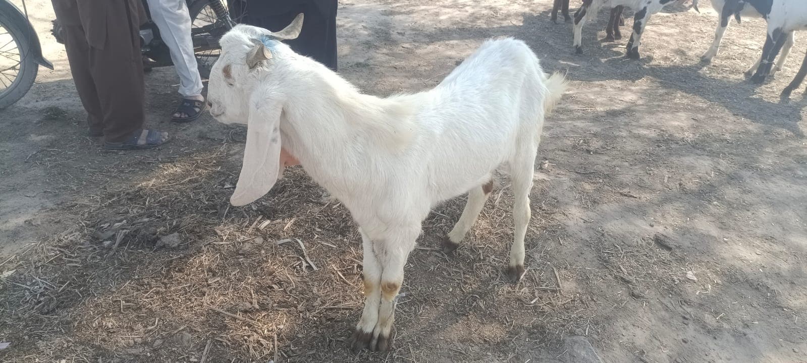White Beetal Goat