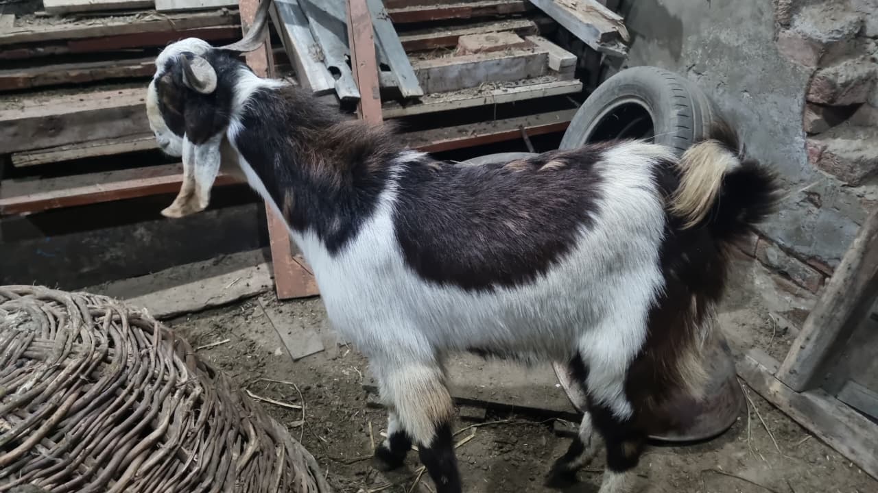 Mixed Red and White Beetal Gaot